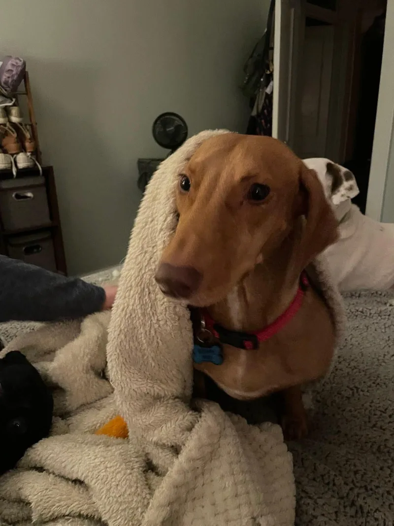 Frankie thumbnail 4