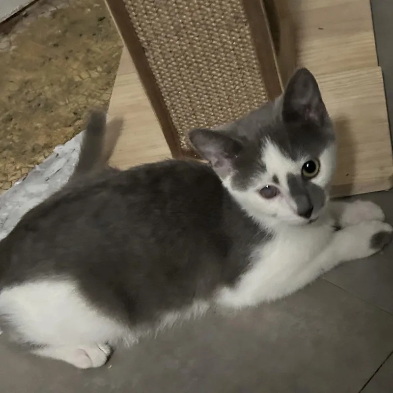 A baby small-sized male Gray / Blue / Silver Domestic Short Hair cat named Wayne for adoption in Carmel, IN