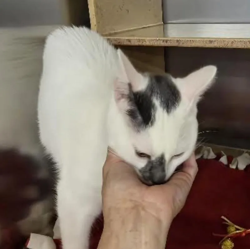 Schmitten thumbnail 2