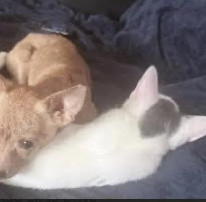 Schmitten thumbnail 3