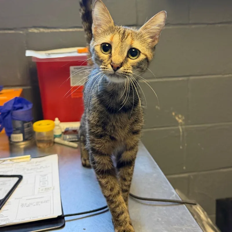A young small-sized female Black Domestic Short Hair cat named Talulu for adoption in Tuscaloosa, AL