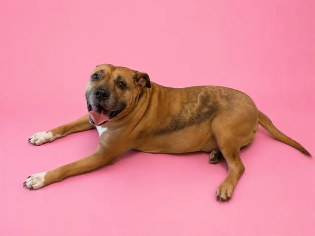 An adult extra large-sized female Terrier dog named Nina for adoption in Miami, FL