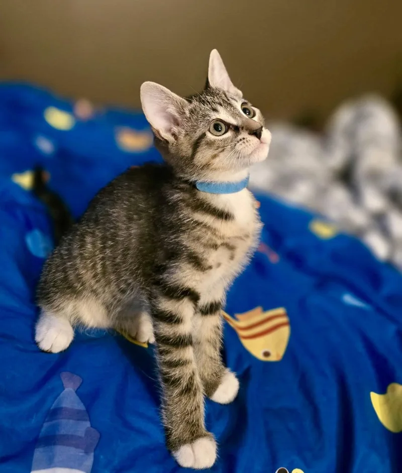 A baby medium-sized male Domestic Short Hair cat named Link for adoption in Hanover, PA