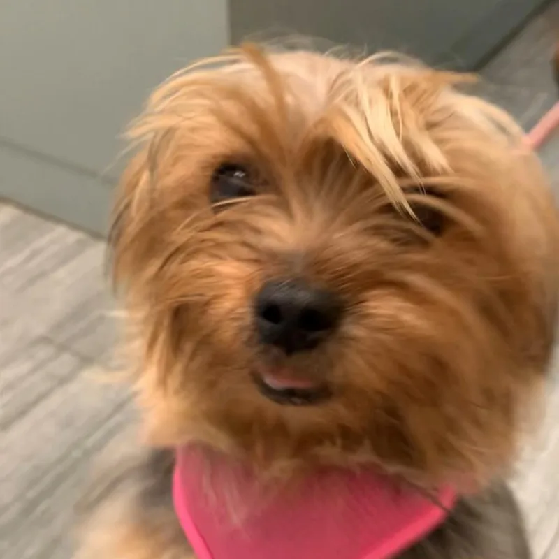 A baby small-sized female Brown / Chocolate Mixed Breed dog named Petunia for adoption in Jacksonville, FL