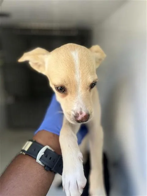 A baby small-sized male Pit Bull Terrier dog named A for adoption in Houston, TX