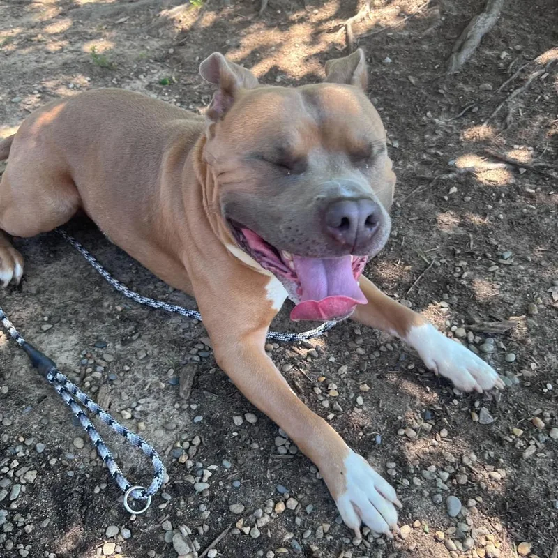 An adult large-sized male Yellow / Tan / Blond / Fawn Mixed Breed dog named Rocko for adoption in Asheville, NC