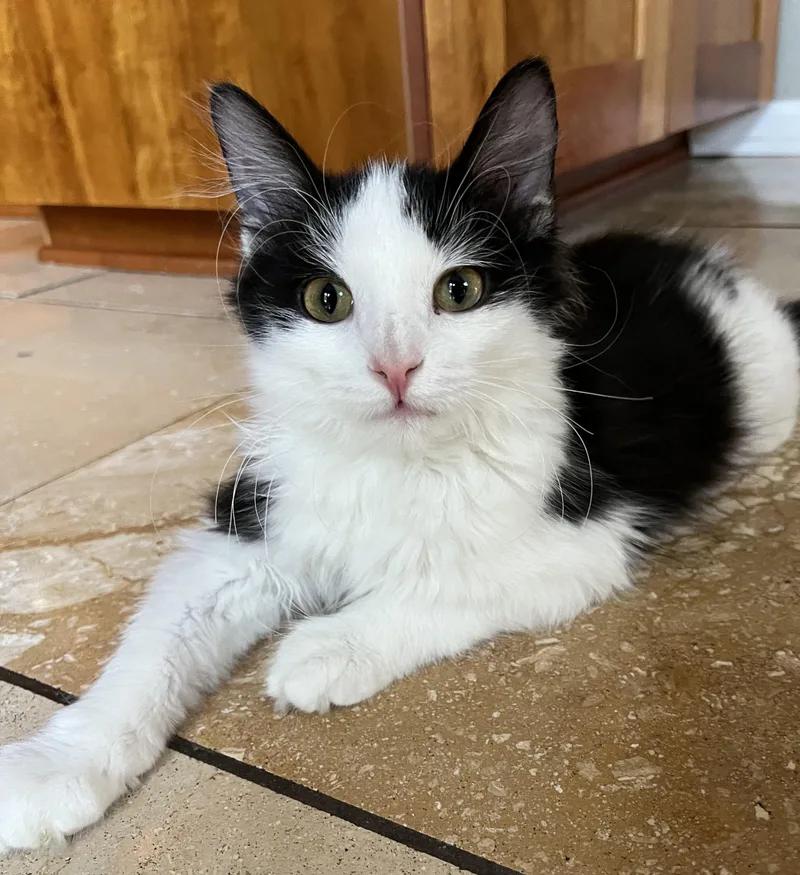 A baby medium-sized male Black & White / Tuxedo Domestic Medium Hair cat named Buddy for adoption in Moline, IL