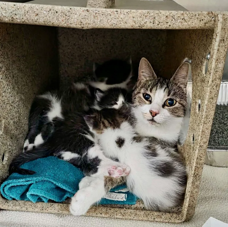 A young medium-sized female Domestic Short Hair cat named Mango for adoption in Detroit Lakes, MN
