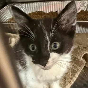 A baby medium-sized male Domestic Short Hair cat named Edmund for adoption in Cumming, GA