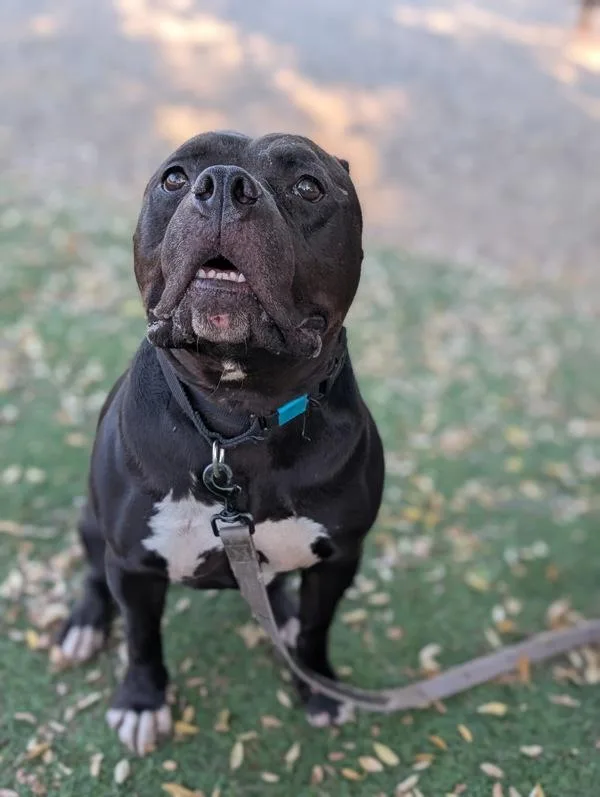 An adult large-sized male Pit Bull Terrier dog named Yoshi for adoption in San Diego, CA