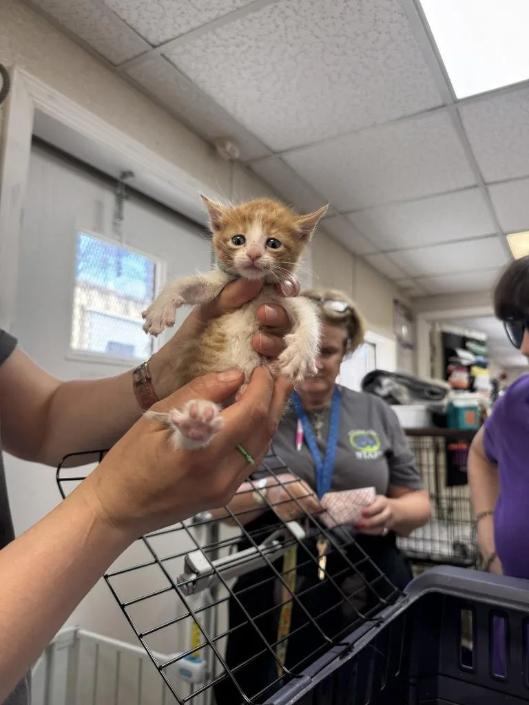 A baby medium-sized female Domestic Short Hair cat named Scarlet for adoption in Pomona, NY