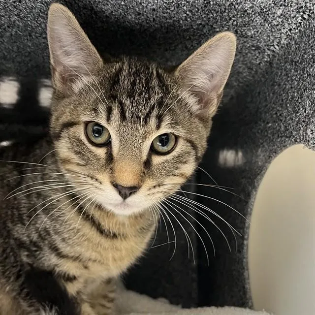 A baby small-sized male Domestic Short Hair cat named Feldspar for adoption in Naples, FL