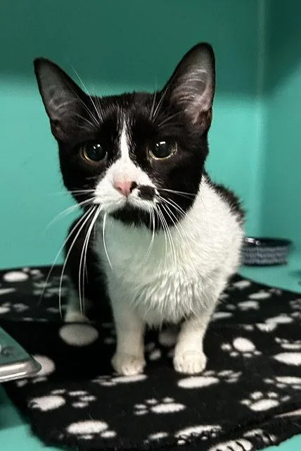 A young medium-sized male Domestic Short Hair cat named Ludacris yr for adoption in Sterling, MA