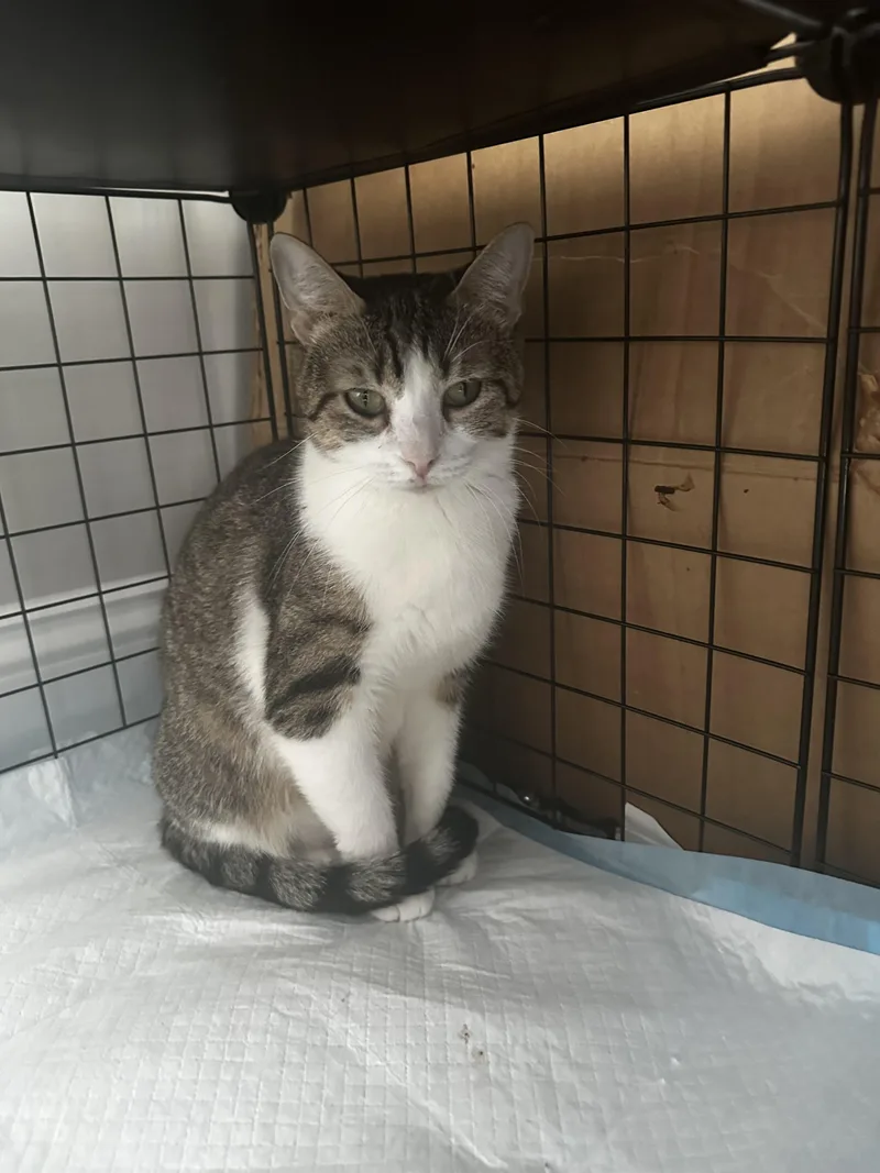 An adult medium-sized female Domestic Short Hair cat named Honey for adoption in Woodlawn, TN