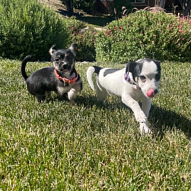 A baby small-sized female Chihuahua dog named Madison for adoption in Antioch, CA