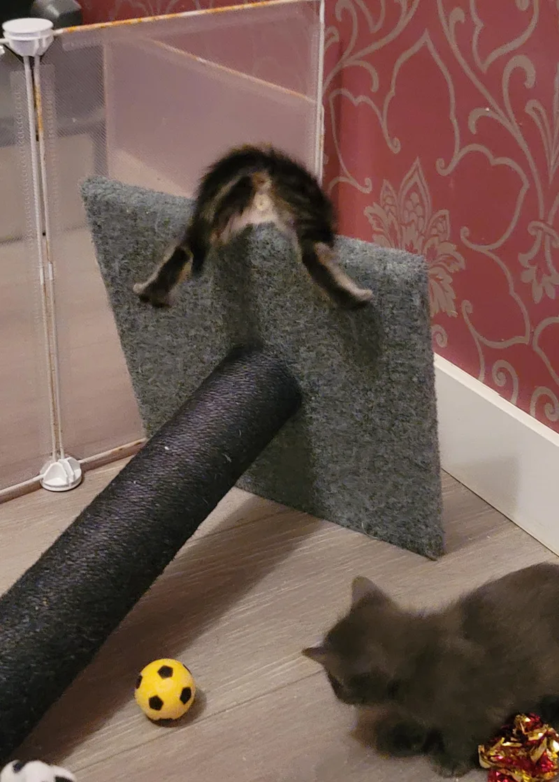 Hufflepuff thumbnail 6