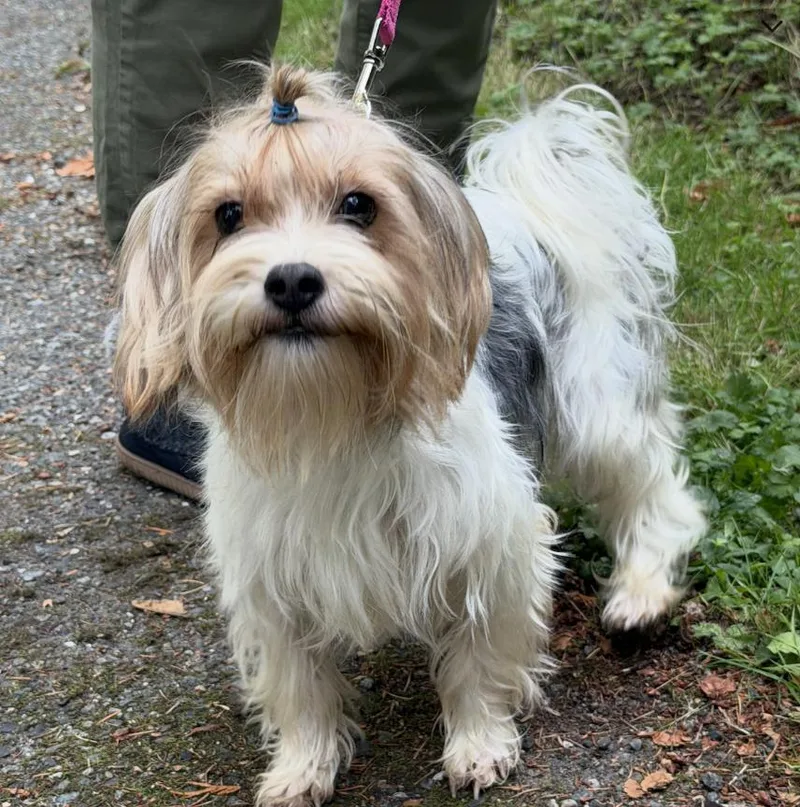 A young small-sized female Tricolor (Brown, Black, & White) Yorkshire Terrier dog named Tilda for adoption in Puyallup, WA