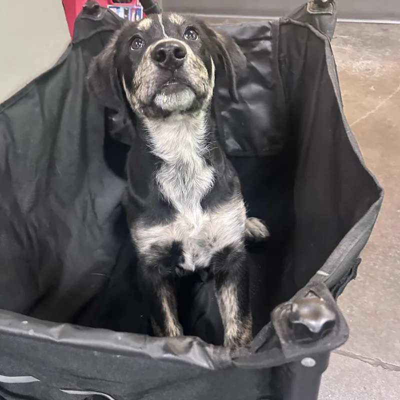 A baby medium-sized male Gray / Blue / Silver Mixed Breed dog named Cobalt for adoption in Norman, OK