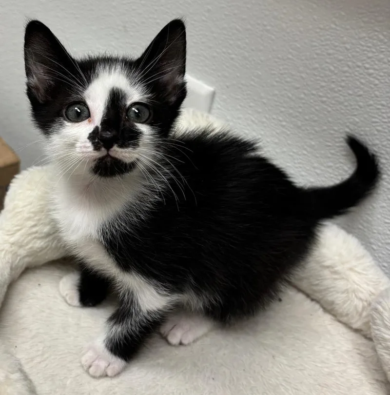 A baby medium-sized male Domestic Short Hair cat named Richard for adoption in Little Rock, AR