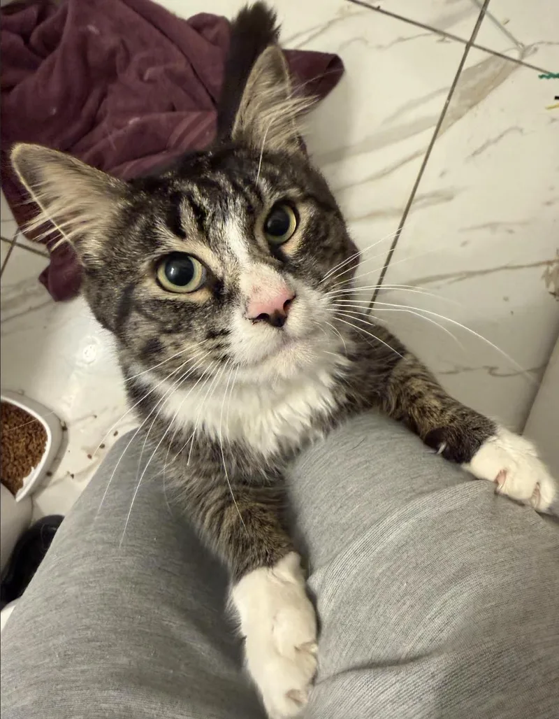 A young medium-sized male Tabby (Brown / Chocolate) Domestic Medium Hair cat named Flopsy for adoption in New York, NY