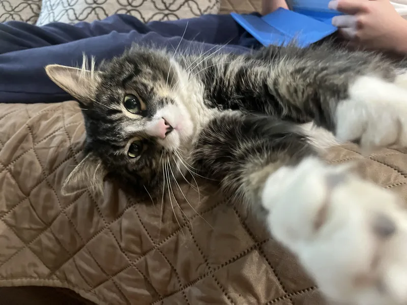 Flopsy thumbnail 3