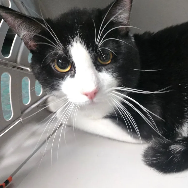A young large-sized male Black Domestic Short Hair cat named Ginkgo for adoption in San Jacinto, CA