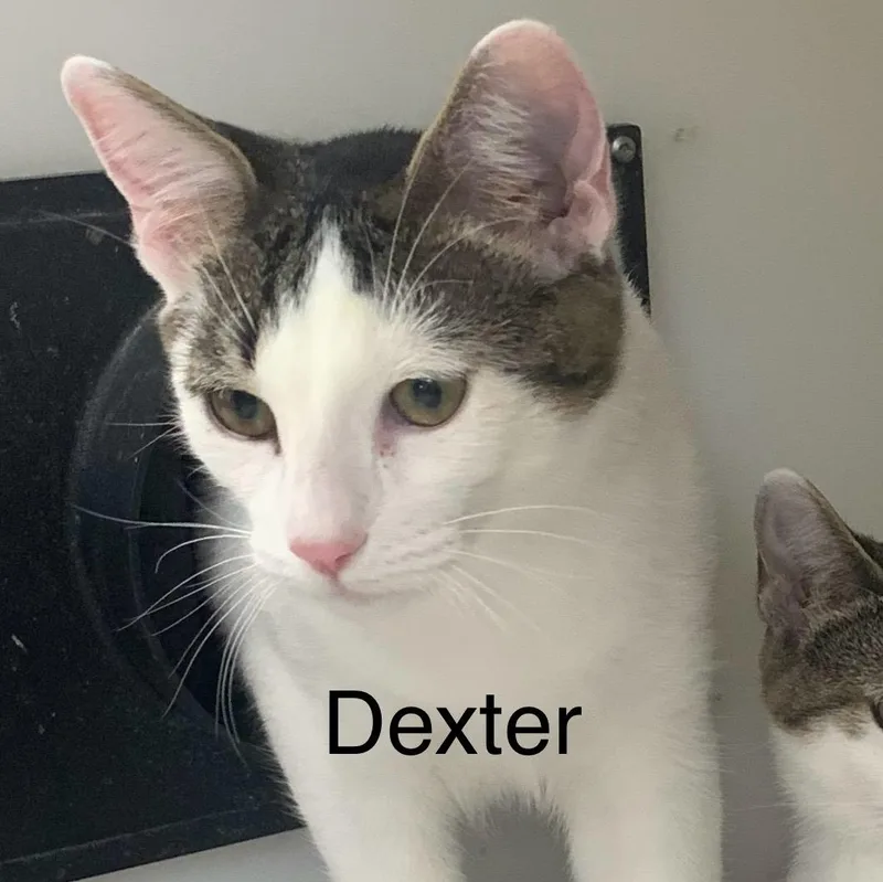 Dexter