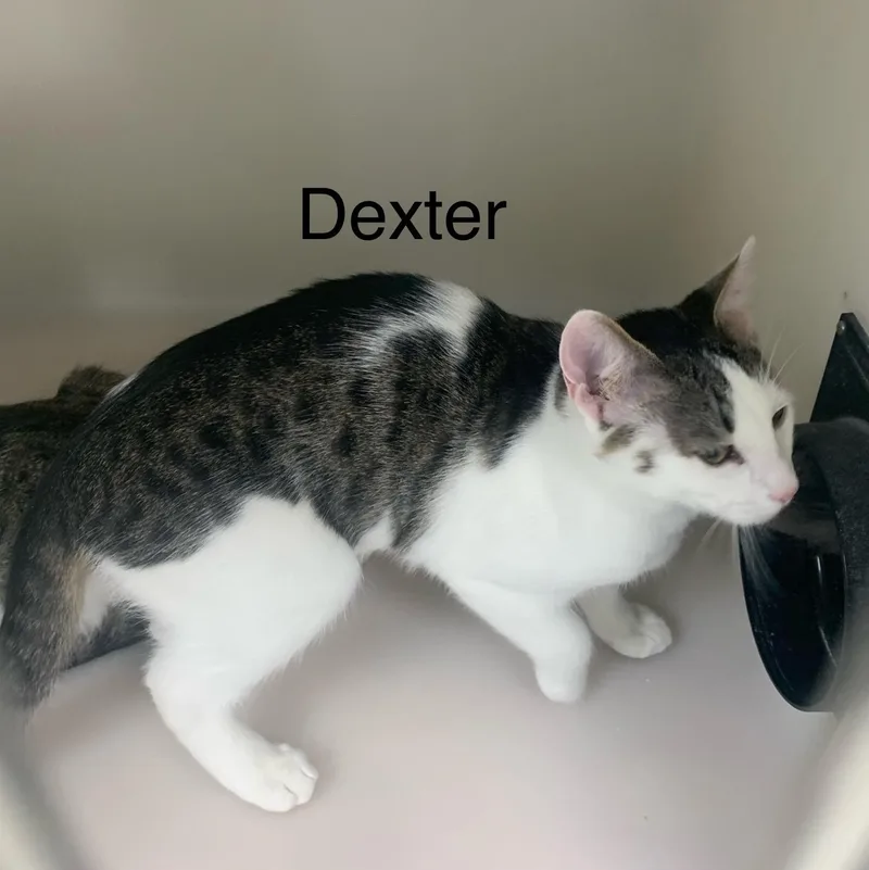 Dexter thumbnail 3