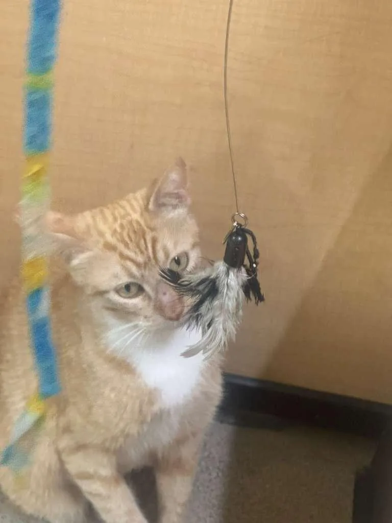 A young medium-sized female Orange & White Tabby cat named Pepper Ann for adoption in Los Altos Hills, CA