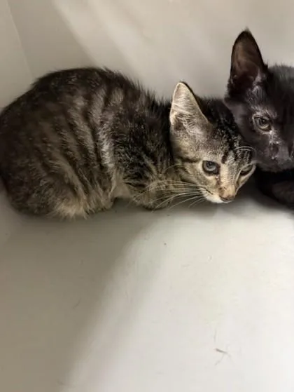 A young small-sized male Domestic Short Hair cat named Greyson for adoption in Conway, AR