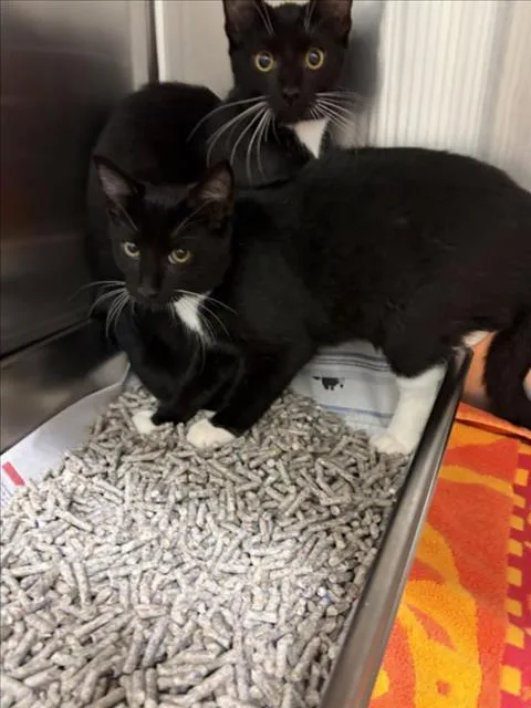 A baby small-sized female Domestic Short Hair cat named Clover for adoption in Derwood, MD