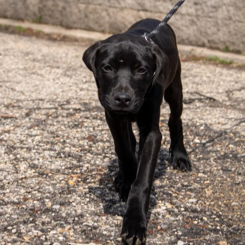 A baby small-sized female Black Black Labrador Retriever dog named Jo for adoption in Madison, WI