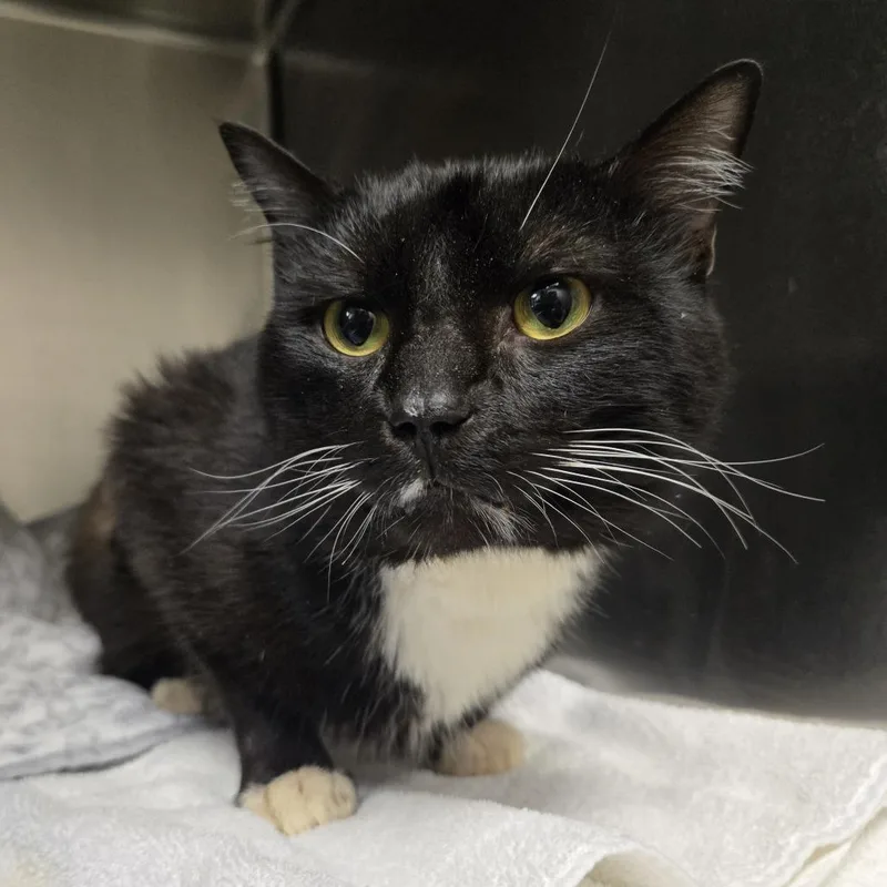 An adult medium-sized male Black Domestic Short Hair cat named Bailey for adoption in Nashville, TN