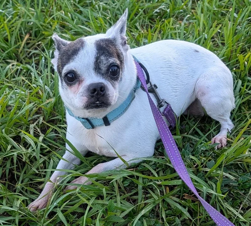 Bonnie
