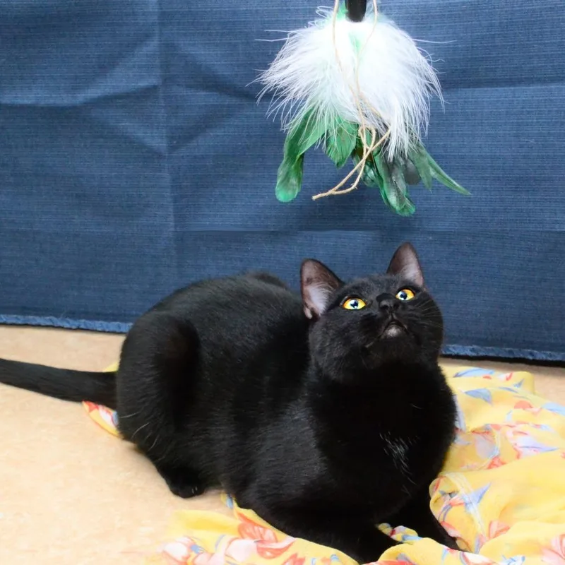 A young medium-sized female Black Domestic Short Hair cat named Riley Javier for adoption in Natick, MA