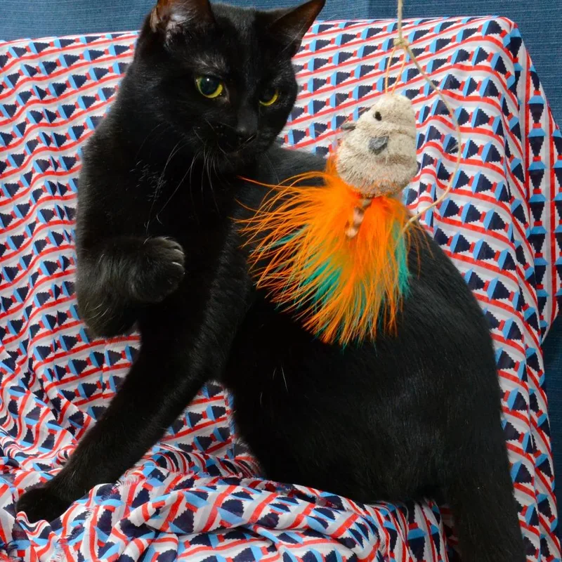 Riley Javier thumbnail 5