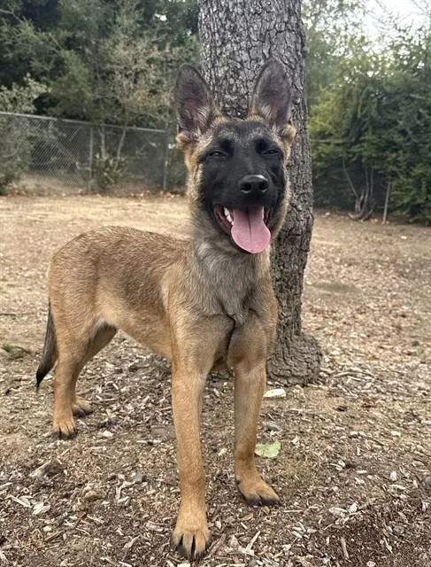 A young small-sized female Belgian Shepherd / Malinois dog named Cleo for adoption in Agoura, CA