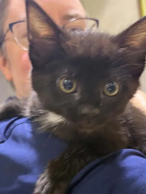 A baby small-sized female Domestic Short Hair cat named Elenor for adoption in Saint Peters, MO