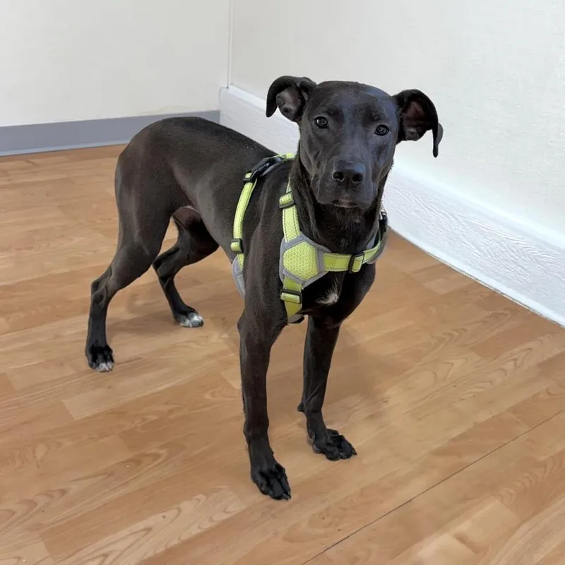 Heated Blanket thumbnail 2