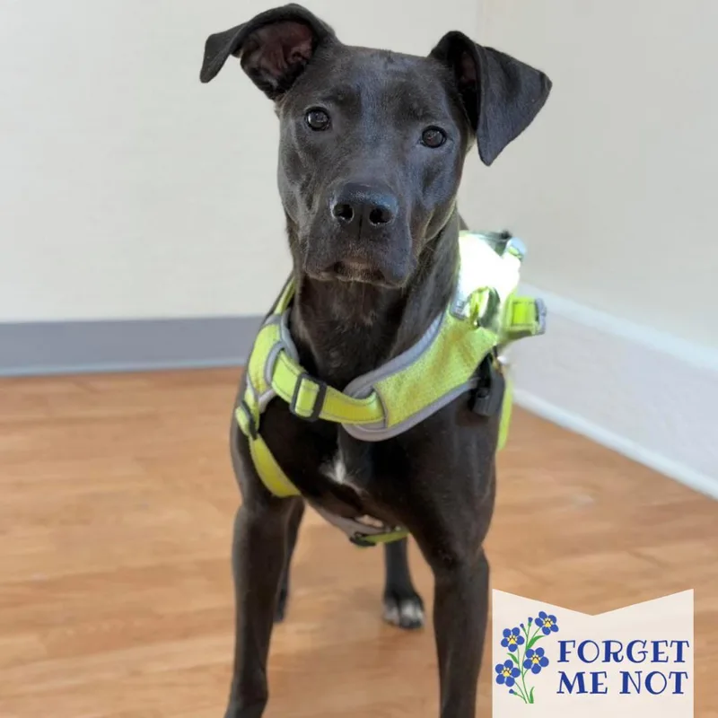 Heated Blanket thumbnail 3