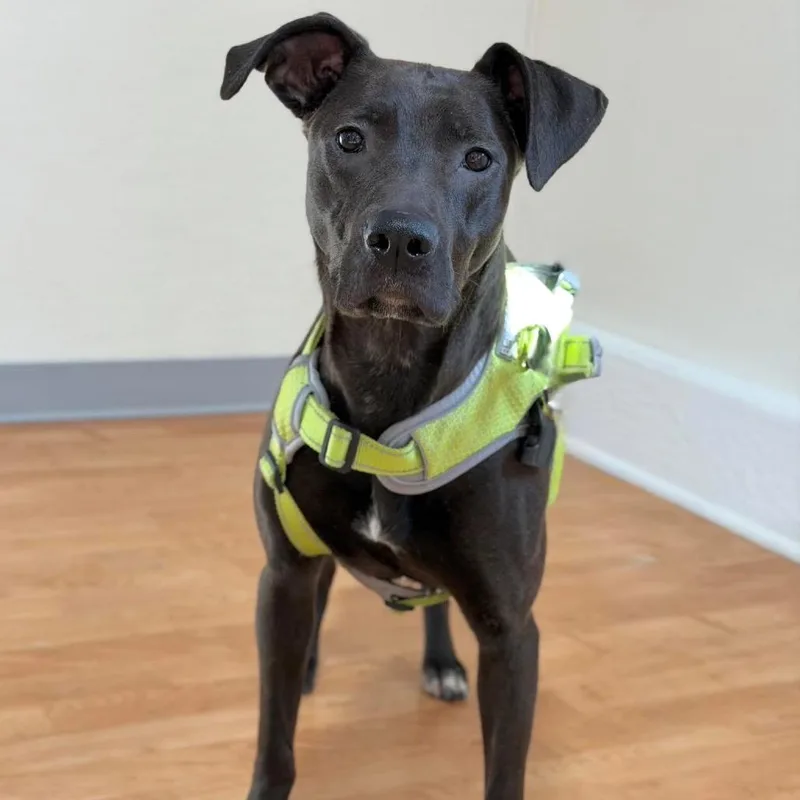 Heated Blanket thumbnail 4