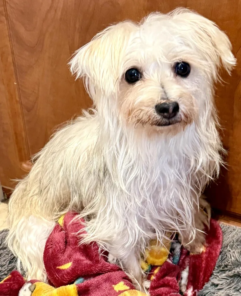 A young small-sized female White / Cream Yorkshire Terrier dog named Hypoallergenic Yorkie Mili for adoption in Boca Raton, FL