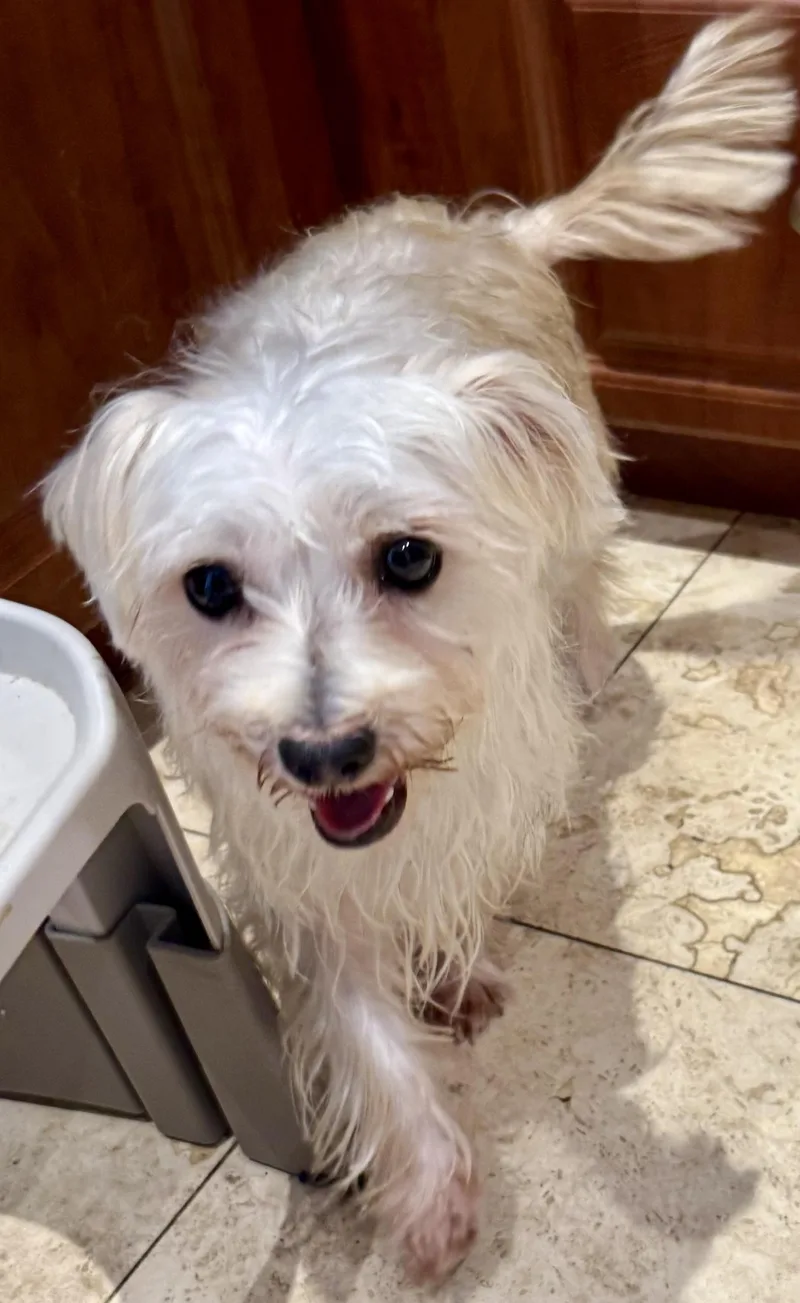 Hypoallergenic Yorkie Mili thumbnail 3