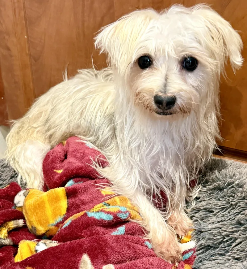 Hypoallergenic Yorkie Mili thumbnail 4