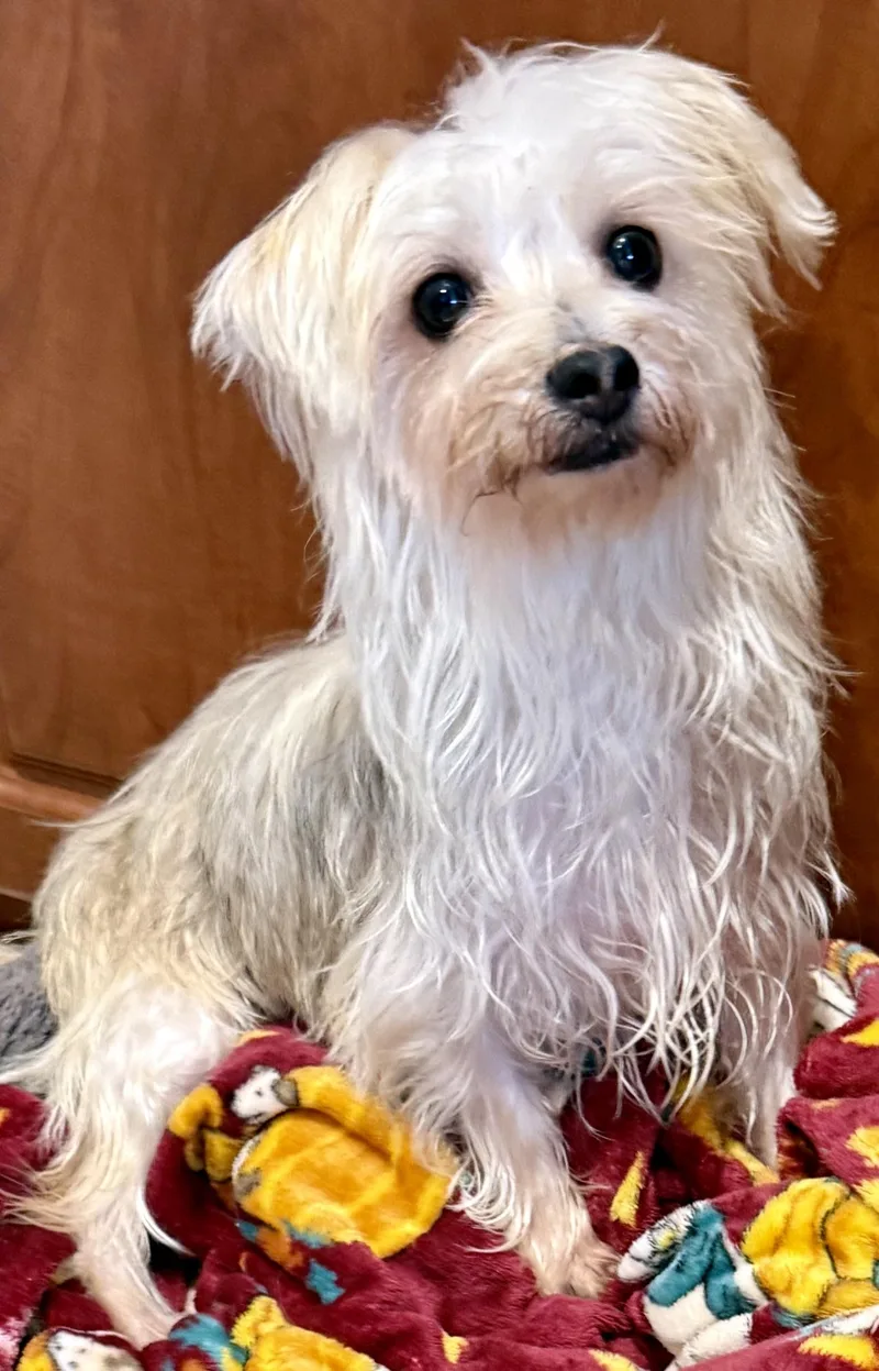 Hypoallergenic Yorkie Mili thumbnail 5