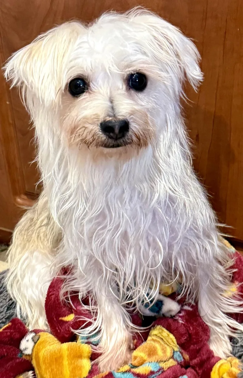Hypoallergenic Yorkie Mili thumbnail 6