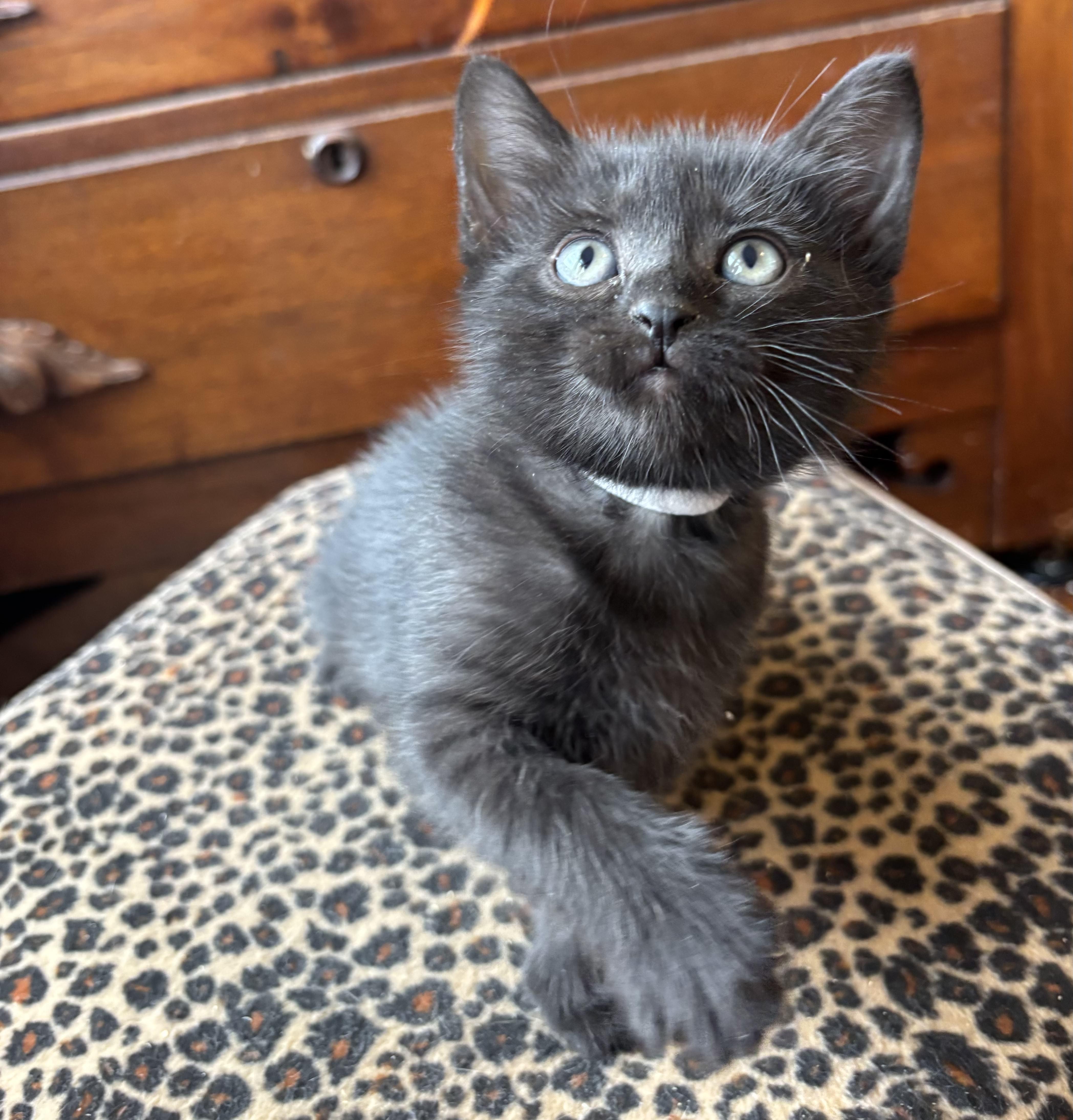 A baby medium-sized female Black Domestic Short Hair cat named Halara for adoption in Bryan, TX