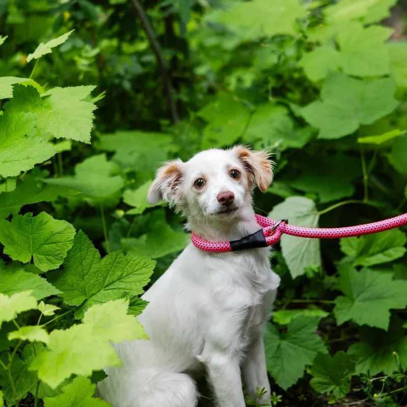 A baby small-sized male White / Cream Chihuahua dog named Pluto for adoption in Incline Village, NV