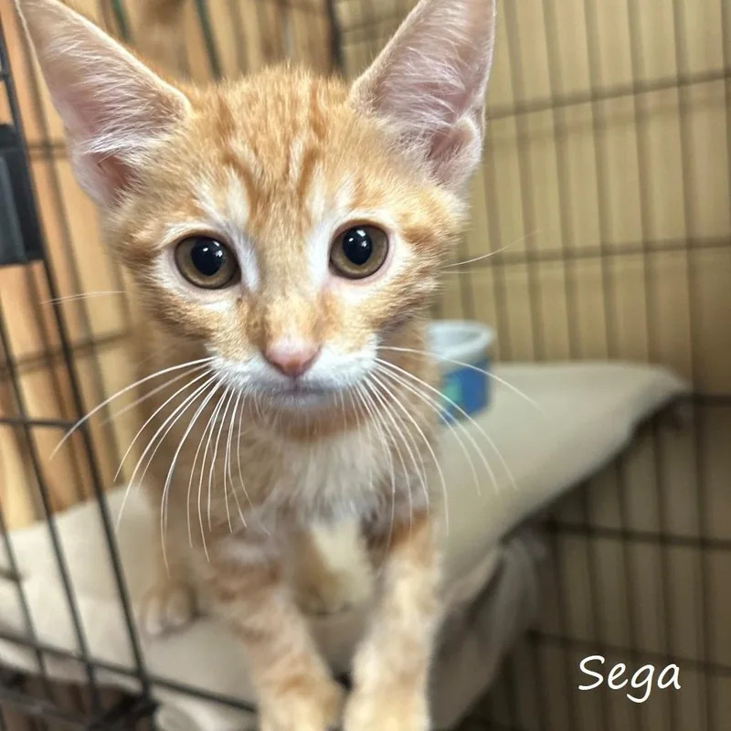 A baby small-sized male Domestic Medium Hair cat named Sega for adoption in Yucaipa, CA