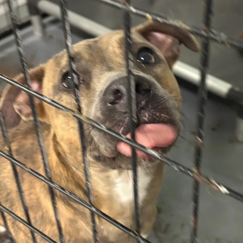 An adult medium-sized female Brindle Terrier dog named Babes for adoption in St. Louis, MO